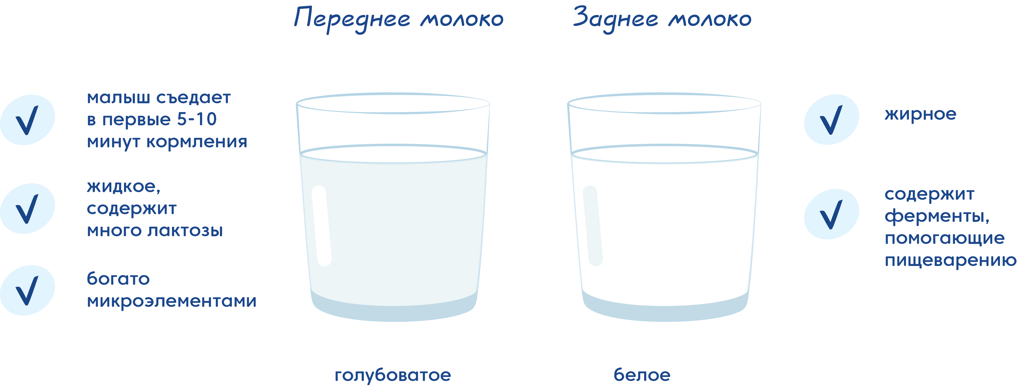Заднее и переднее молоко