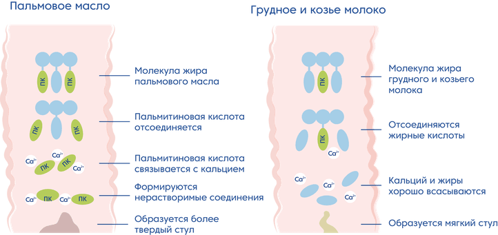 Расщепление пальмитиновой кислоты