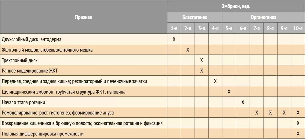 Развитие желудочно-кишечного тракта