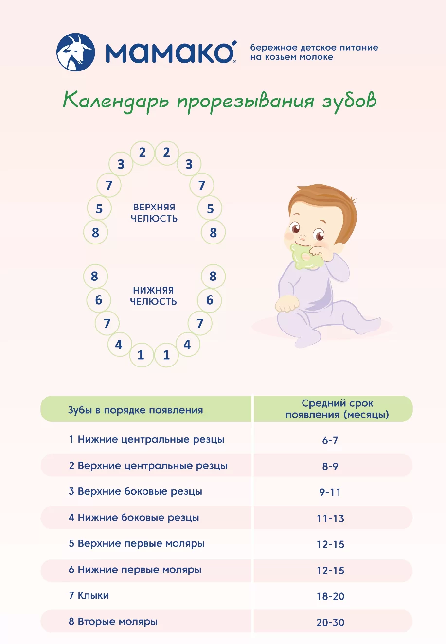 Памятка «Календарь прорезывания зубов»