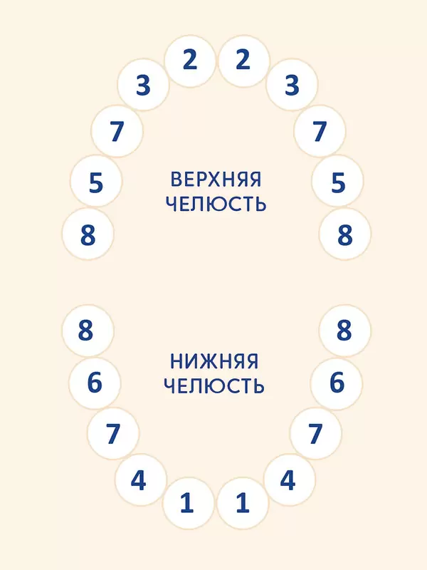Памятка «Средние сроки прорезывания молочных зубов»