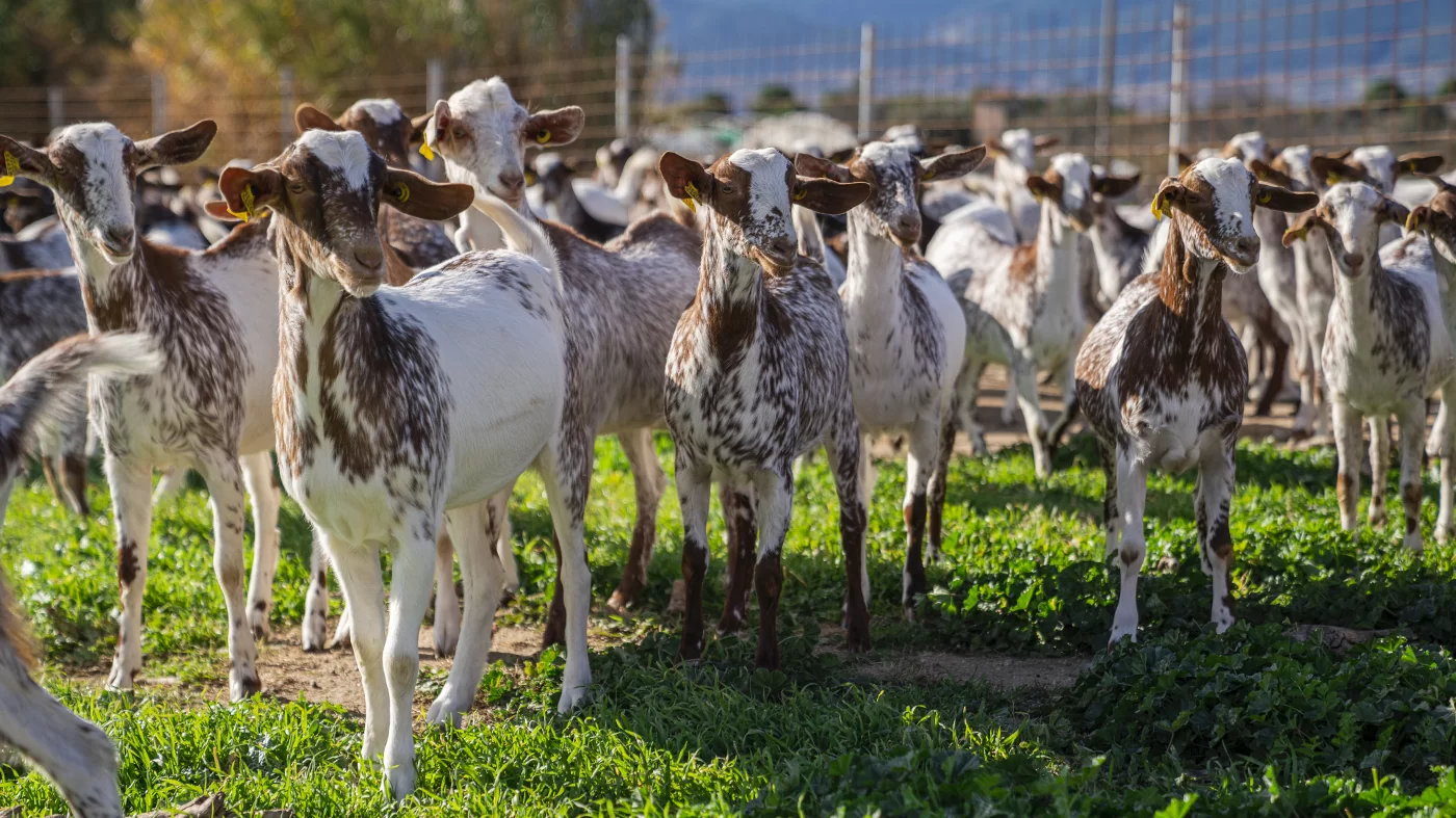 Преимущества козьего молока