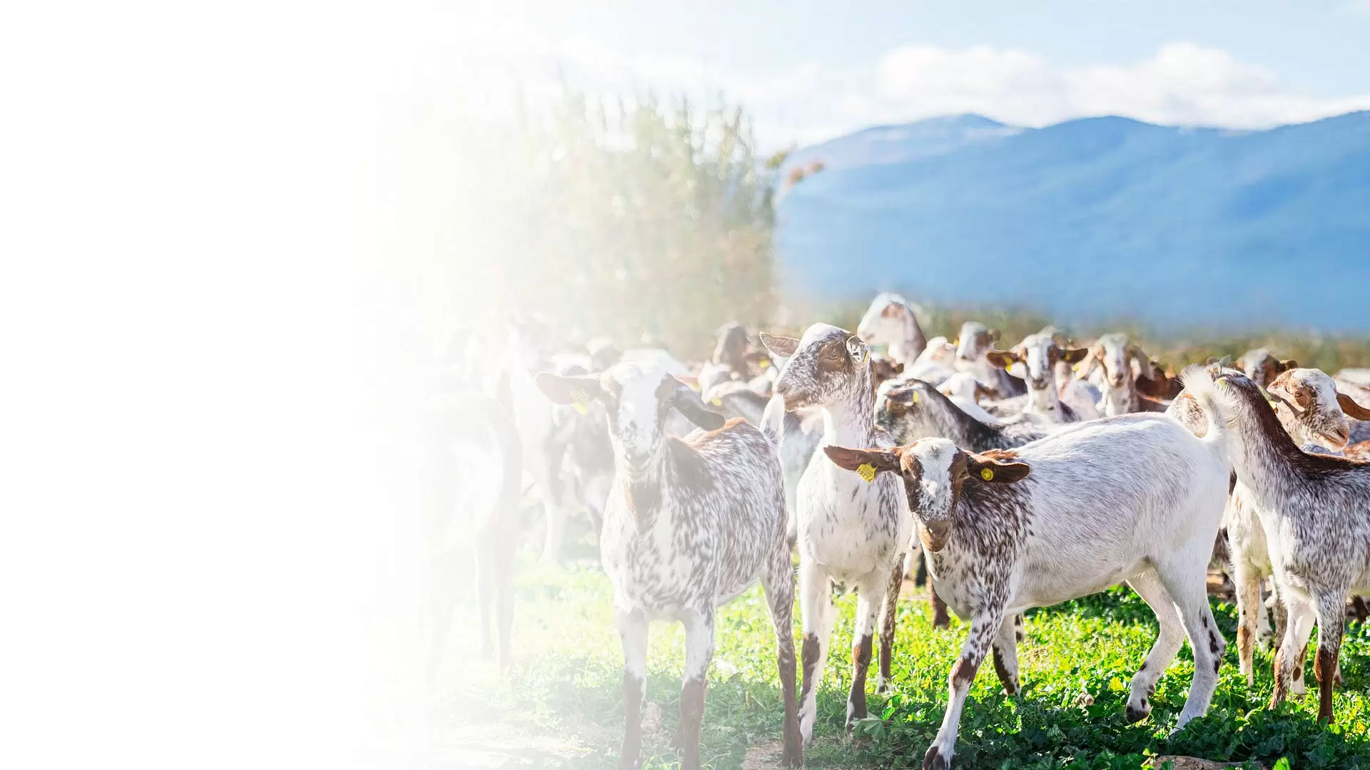 В чем преимущества козьего молока