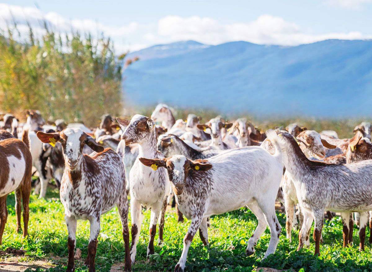 В чем преимущества козьего молока
