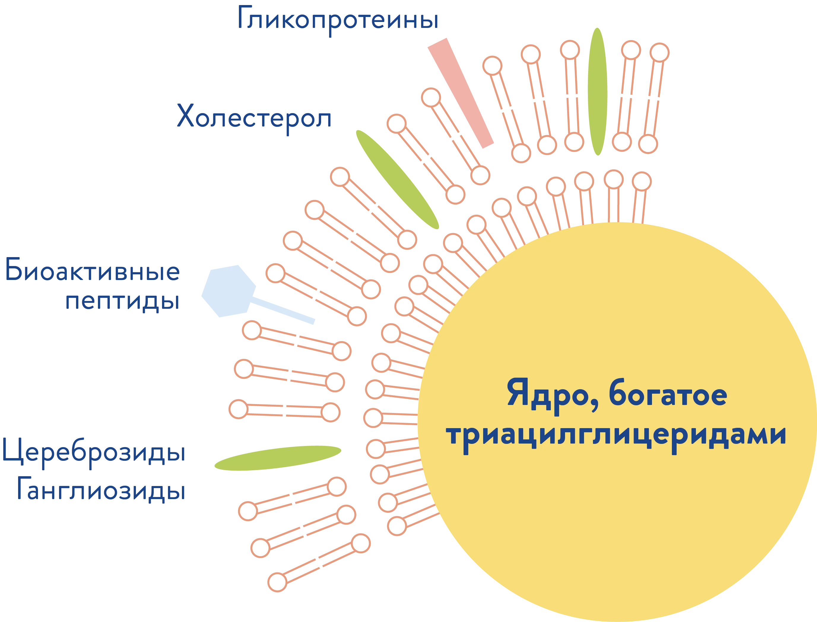 Компоненты ядра и мембраны глобул